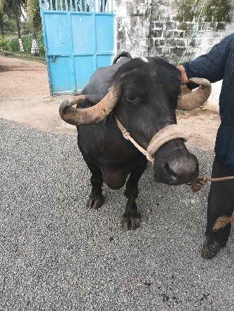 ભેંસ વેચવાની છે