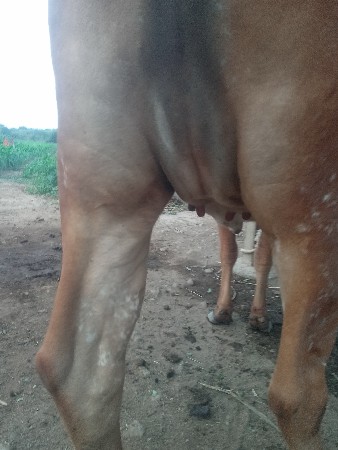 હોડકીવેચવાનીછે મફત
