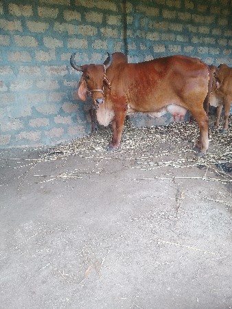 ગાયવેચવાનીછે