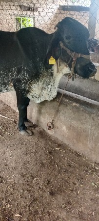 h.f ગાય વેચવાની છે