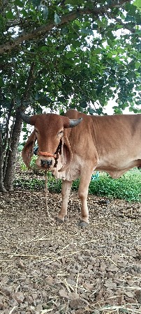 હોડકી વેચવાની સે