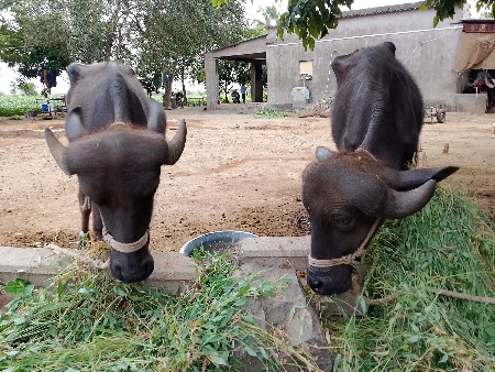પાડી