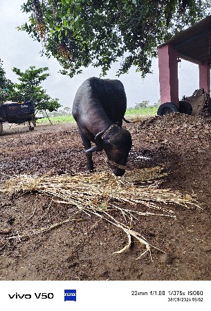ભેશવેશવાનીછે 1 વેતર