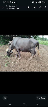 ભેંશ વેસવાની સે