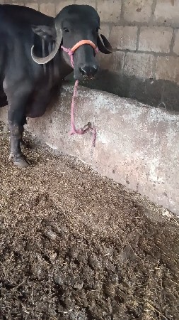 ખડેલી