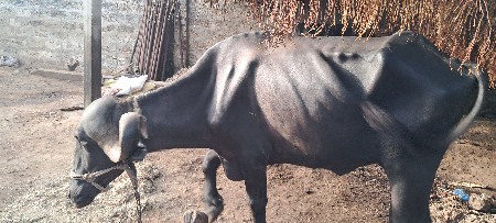 જાફરી ભેસ વેચવાની છે