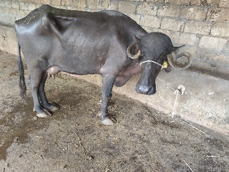 5 litre dudh