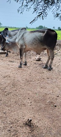 બળદ વેચવાના છે
