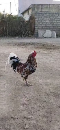 મરધા  વેચવાના  છે