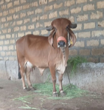 ગાય વેચવાની છે