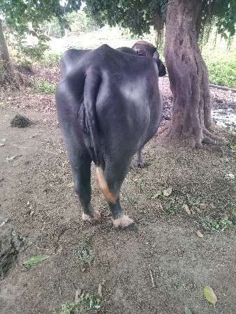 ભેસવેસવાનિસે