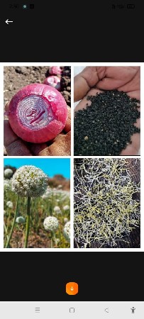 લાલ ડુંગળીનું બીયારણ વેચવાનુ છે