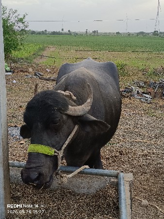ભેંશ વેચવા ની છે