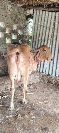 ગાય વેચવાની છે