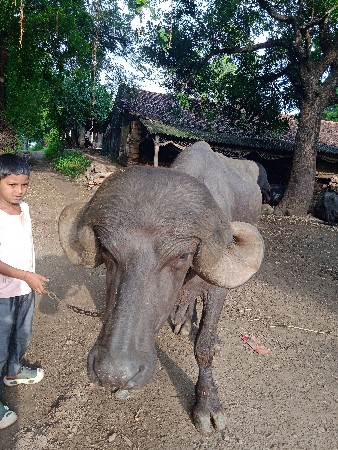 પાડોવેશવાનોછે