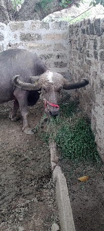 ભેંશ..વેશવાની