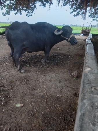 ભેસ વેચવાની છે