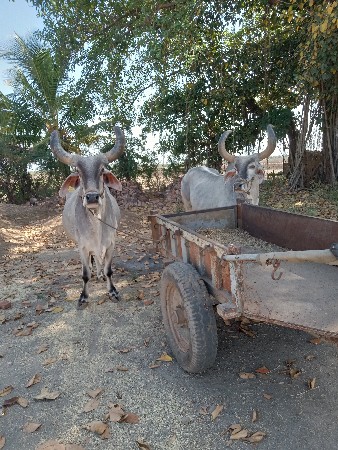 બળદ વેચવાના છે