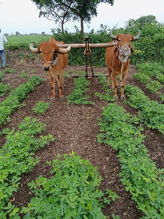 બીજી ધર ના બરધ વેશવાના છે