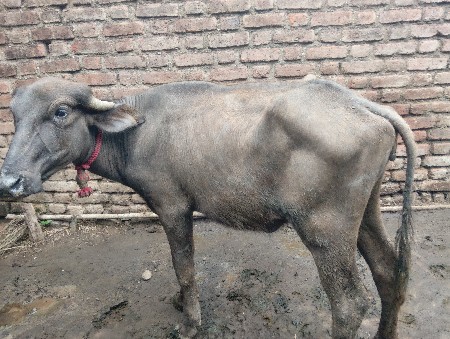 આ પાડી વેચવાની છે