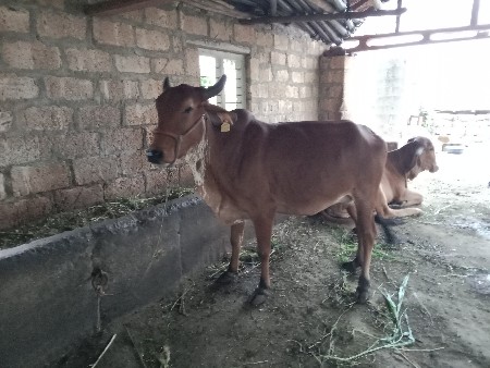 ગાય વેસવાની સે