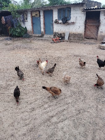 મરઘા વિહેસવા ના છે