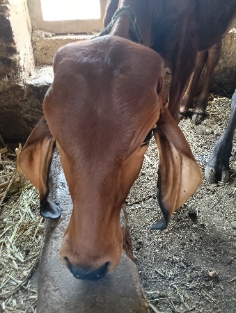 વાછડી વેચવાની છે