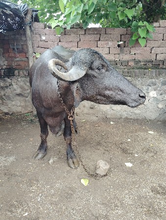 ભેંશ વેચવાની છે.