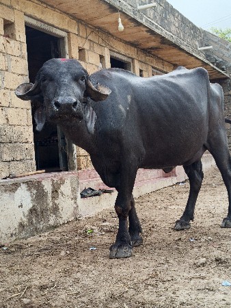 આ ભેસ વેચવાની છે