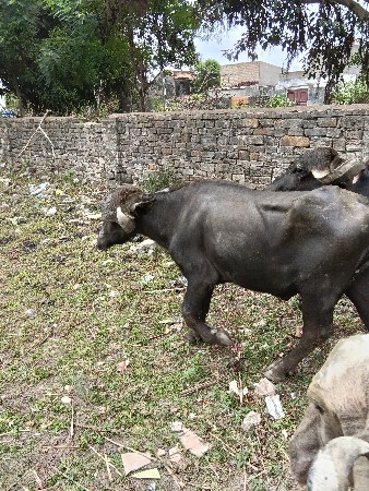 pado vechvano che