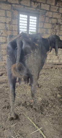 કડાઈ વેચવાની છે