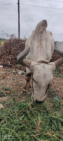 વેચવાનો
