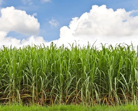 sherdi- vad- sugarcane