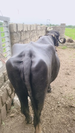 ભેંશ વેચવાની છે