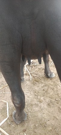 15.20.કાચી.ખડેલી.દેવી