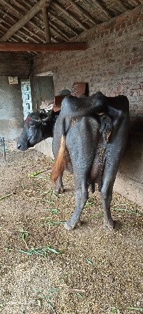 વેચવાની છે