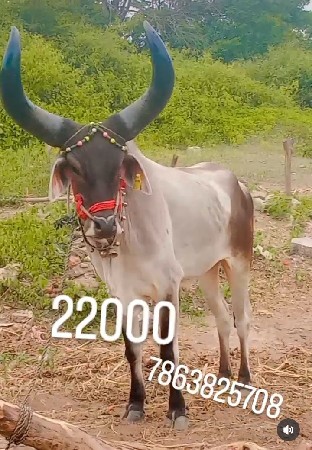 7863825708