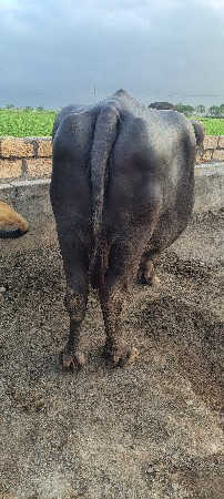 ભેસ વેચવાની છે