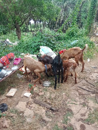 બકરા વેચવાના છે