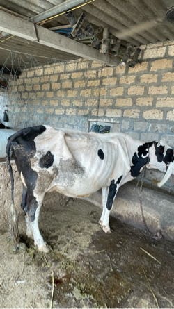 આ એસબ ગાય વેસવાની સે