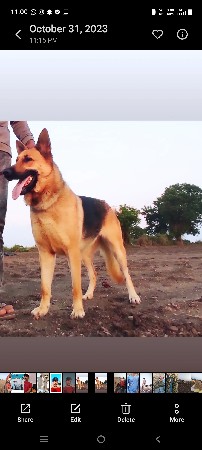 kutri vesvani se