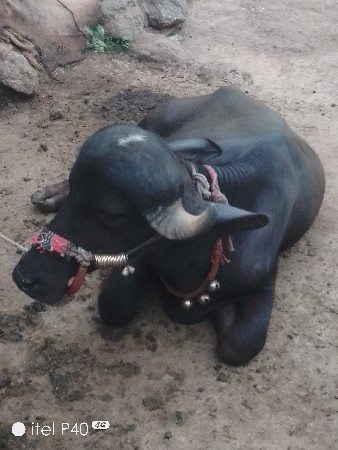 જુનાગઢ કેશોદ જુનાગઢ કેશોદ તાલુકો