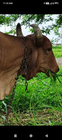 ગાય વેચવાની છે