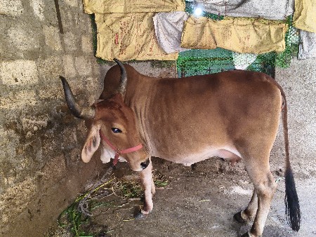 માકડી ભૂરી ઓળખી વેચવાની છે