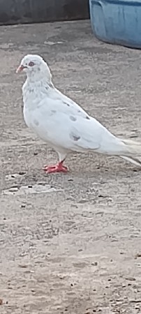 કબુતર
