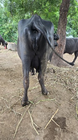 ભેંસ વેચવાની સે
