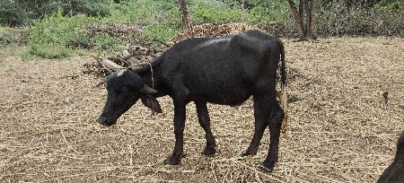 Jafri pado vechvano che