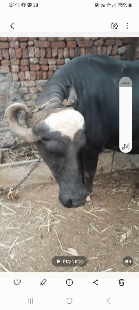 બીજું વેતર