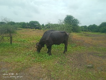ભેંશ વેચવાની નથી સાટા કરવા