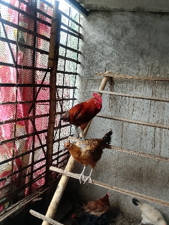 મુર્ગી ને મૂર્ગો દેવાના સે